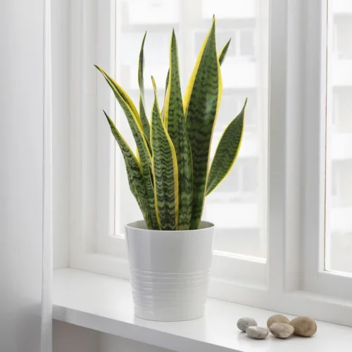 نبتة الثعبان او جلد النمر Sansevieria trifasciata